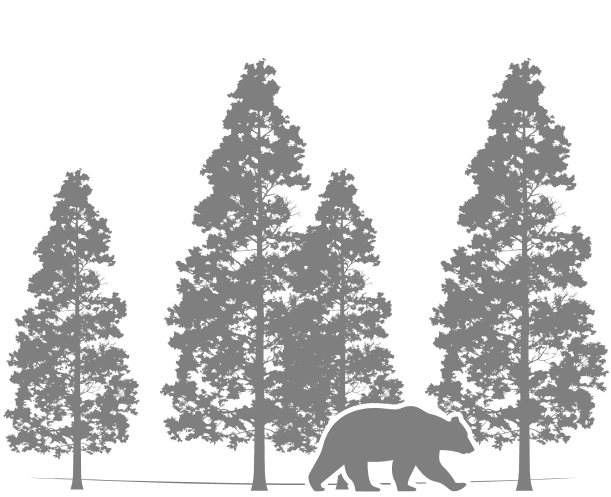Redwood trees and a bear silhouette.
